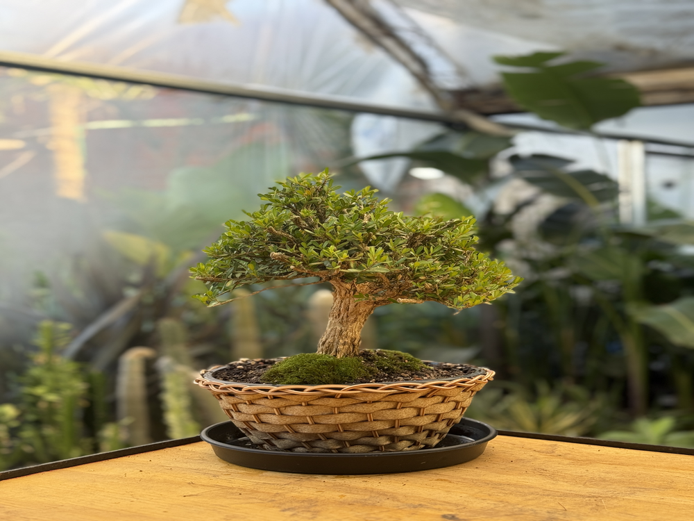 Plantas