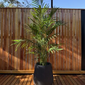 Areca+Mate40rustico