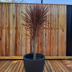 DracenaTricolor+andina40rustica