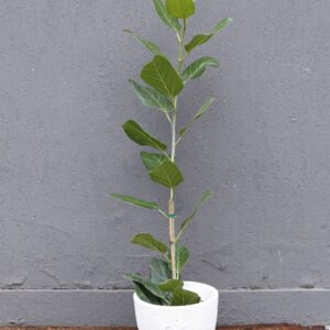 Ficus audrey