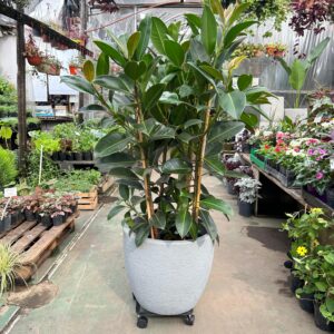Ficus elástica MELANY