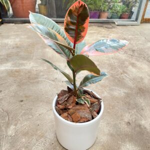 Ficus elástica RUBY