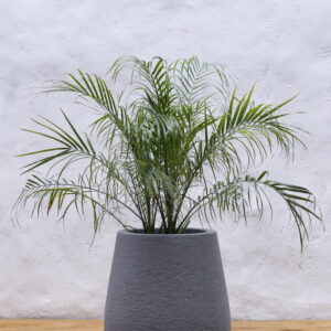 Palmera Phoenix con Maceta Mate 40 Rústica