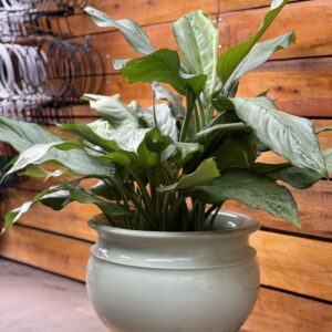Aglaonema