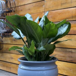 Aglaonema pataya