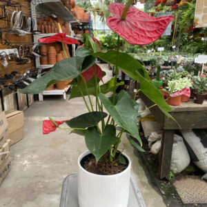 Anthurium