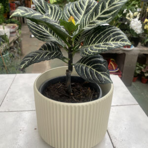 Aphelandra