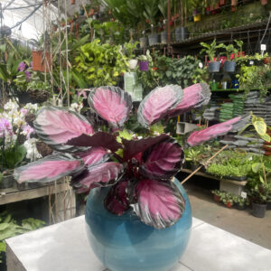 Calathea roseopicta  pink