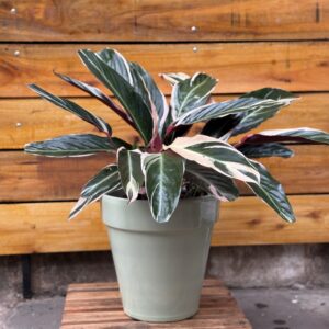 Calathea stromanthe