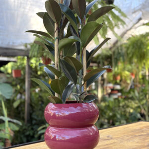 Maceta duomo +ficus melany