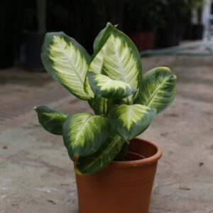 Dieffembachia mariana