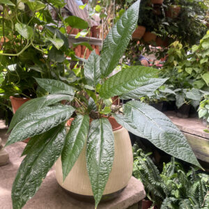 Dorstenia bahiensis