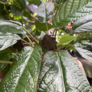 Dorstenia bahiensis