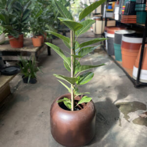 Ficus altissima