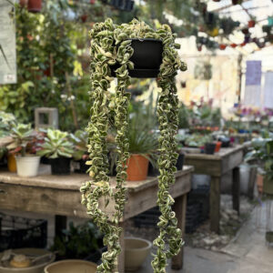 Hoya carnosa comp_variegata