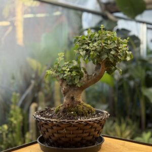 Ibotanoki no bonsai