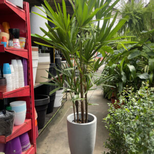 Palmera raphi