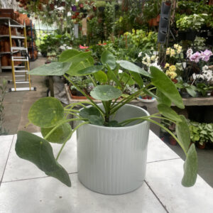 Pilea peperonoides