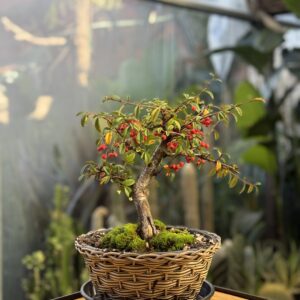 Pyracantha