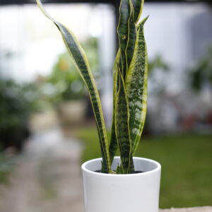 Sansevieria