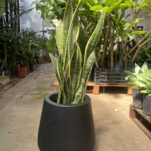 Sansevieria