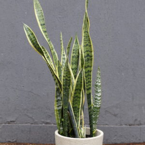 Sansevieria