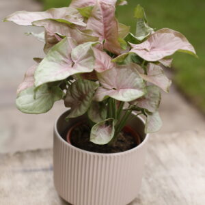 Syngonium neon pink