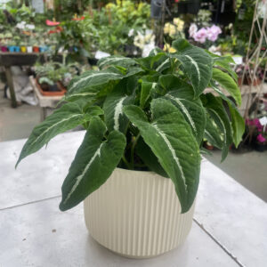 Syngonium wendlandii