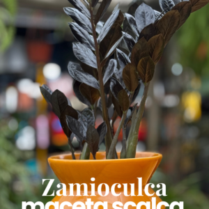 zamioculca negra