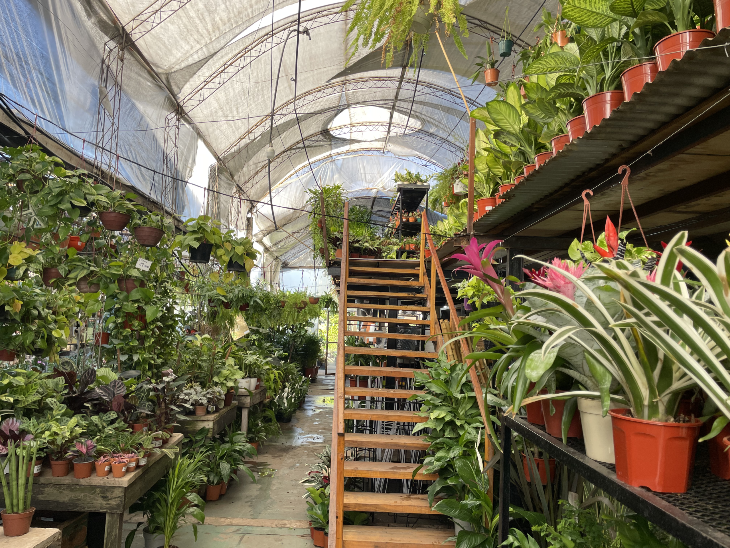 Plantas