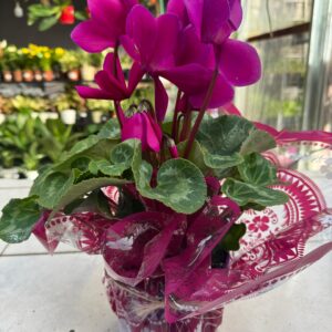 Violetas de los Alpes Regalo