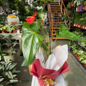 Anthurium para Regalo
