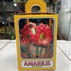 Bulbos de Amarilis