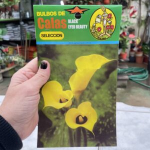 Bulbos de Cala de color