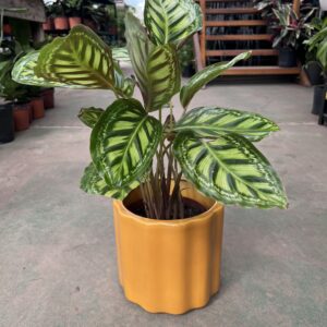 CALATHEA FLAMESTAR