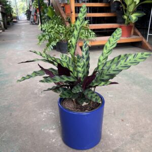 CALATHEA INSIGNIS