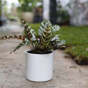 CALATHEA MACOYANA