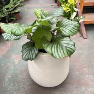 CALATHEA ORBIFOLIA
