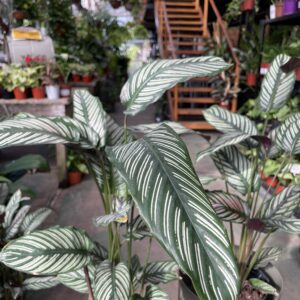 CALATHEA ORNATA O MIL RAYAS