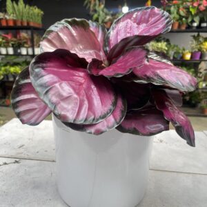 CALATHEA ROSEOPICTA