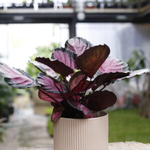 CALATHEA ROSEOPICTA