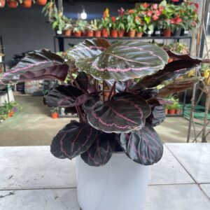 LATHEA ROSEOPICTA  DOTTIE