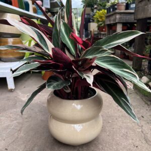 CALATHEA STROMANTHE TRIOSTAR