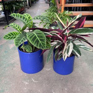 CALATHEA ZEBRINA