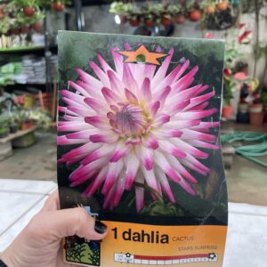 Bulbos de Dahlia