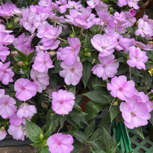 Flor Imphatiens