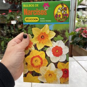 Bulbos Narcisos