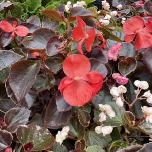 Begonia florde azucar