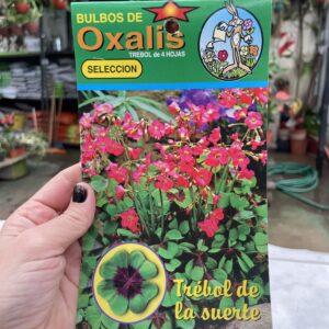Bulbos Oxalis