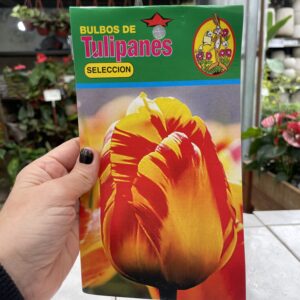Bulbos Tulipanes